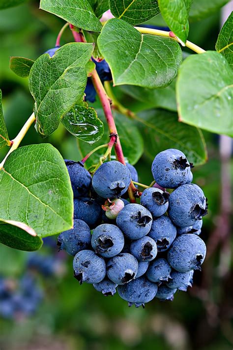 How To Plant Blueberry Bushes Grow Your Own Fresh Berries At Home