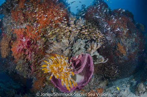 Bird S Head Seascape Amazing New Mommon Divesite By Burt Jones Bird S