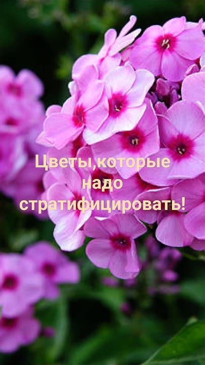 Сделайте ТАК с ЭТИМИ семенами ЦВЕТОВ! - YouTube