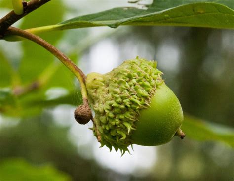 The Multi-Purpose Oak | LEAF | Local Enhancement & Appreciation of Forests