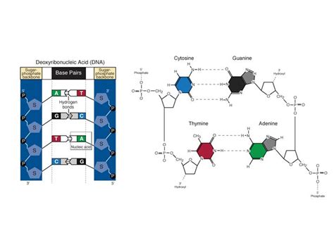 Fact Sheet: DNA-RNA-Protein – microBEnet: the microbiology of the Built ...