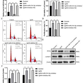 MiR 214 3p Expression Was Upregulated In IgAN Mesangial Cells MCs