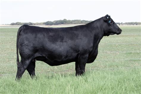 Female Genetics Richardson Cattle Company