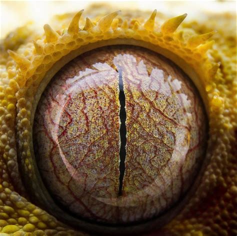 Crested Gecko Has Its Eye On You In 2023 Whites Tree Frog Gecko