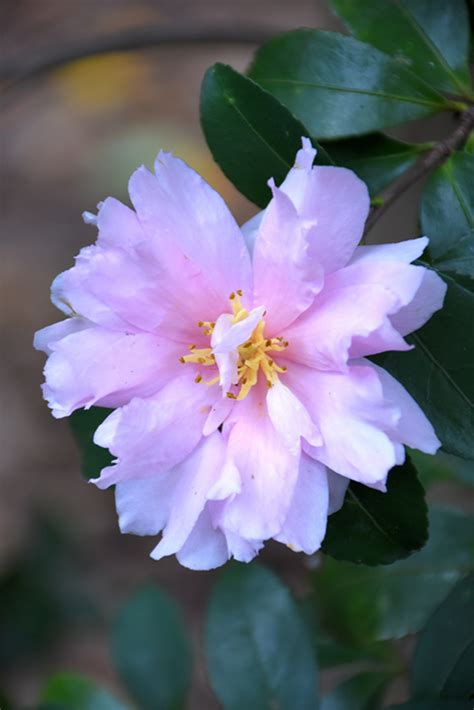 Jean May Camellia Camellia Sasanqua Jean May In Lafayette