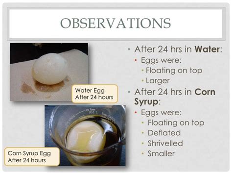 Osmosis Egg Experiment Hands On Osmosis Lab Egg Exper