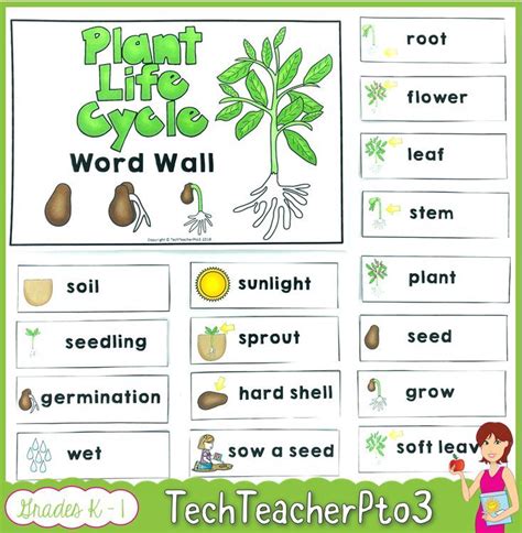 Plant Life Cycle Activities Plant Life Cycle Plants Life Cycle Activities Life Cycles Activities