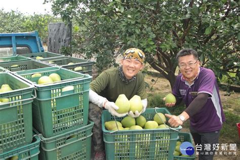 蔴鑽農坊文旦禮盒 預購開跑 蕃新聞