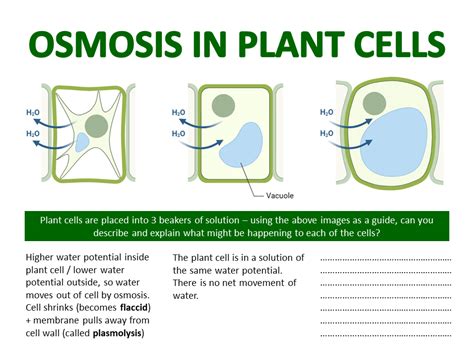 Osmosis For Section 2d Edexcel Igcse Biology Movement Of Substances