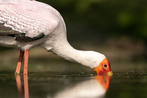 The Best Nikon Cameras For Wildlife Photography 2024