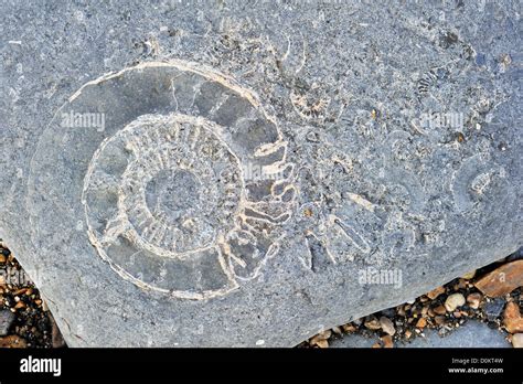 Large Ammonite Fossil Embedded In Rock On Beach At Pinhay Bay Near Lyme Regis Along The Jurassic