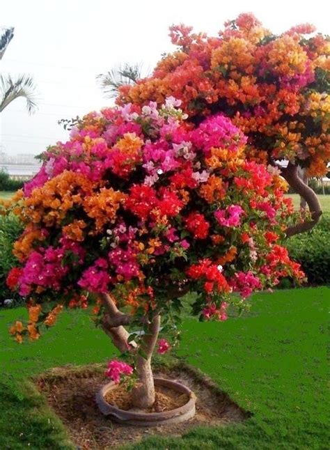 Garden : Plants Flowers Trees - Flowers Gardens