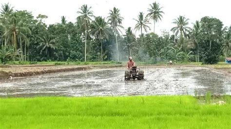 Alokasi Pupuk Subsidi Banyuwangi 2023 Turun Petani Harus Gabung