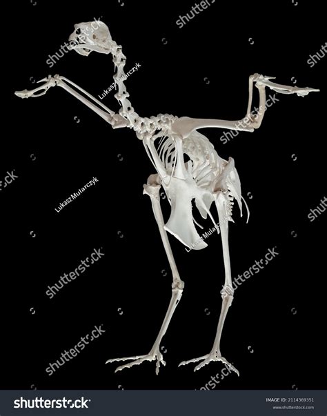 Photo Real Turkey Skeleton Photo Isolated Stock Photo 2114369351 ...