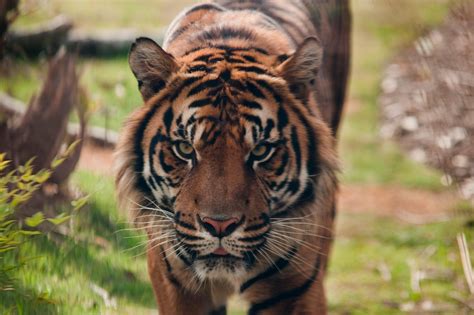 Día Mundial de los Animales: los que están al borde de desaparecer ...