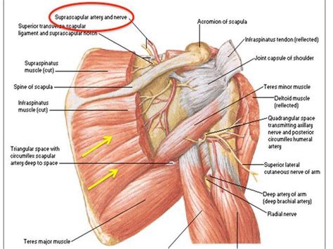 Ärzte / Zuweiser - Chirurgische Techniken - Partial Scapulectomy ...