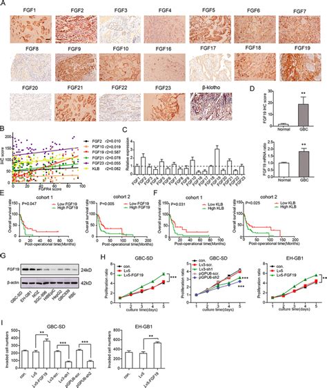 Fgf Was Associated With Fgfr Expression And Progression Of Gbc A The