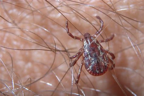 What Are The Types Of Ticks In Wisconsin Hawx Pest Control