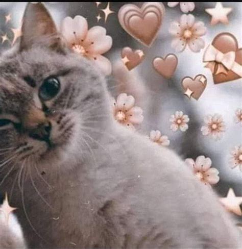 Pin De Michi En Parejas Perfil Gatos Bonitos Fondos De Gato Gatos Raros