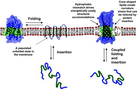 Membrane Proteins A New Method Enters The Fold Pnas