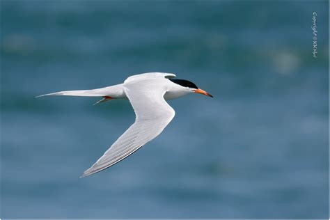 Roseate Tern Sterna Dougallii O A X Flickr