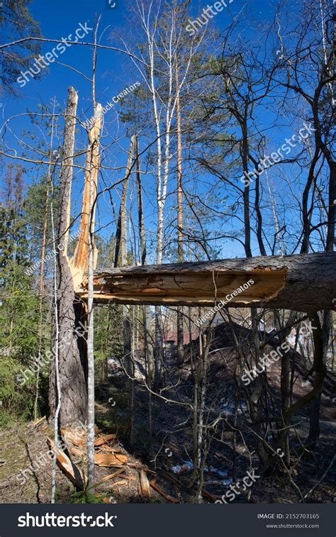 Broken Pinus Sylvesstrispine Tree Forest After Stock Photo 2152703165