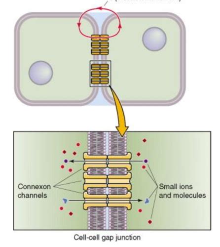 Physio Synaptic Transmission Neuromuscular Junction Flashcards Quizlet