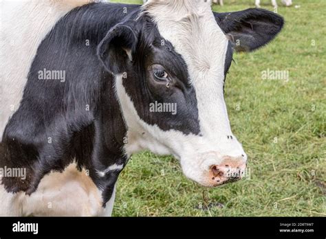 Dutch Holstein Cow On A Side Close Up Of Its Head With Black And White