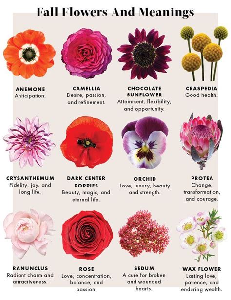 Learn The Meanings Of Fall Flowers Justfab Blog Flowers Fall