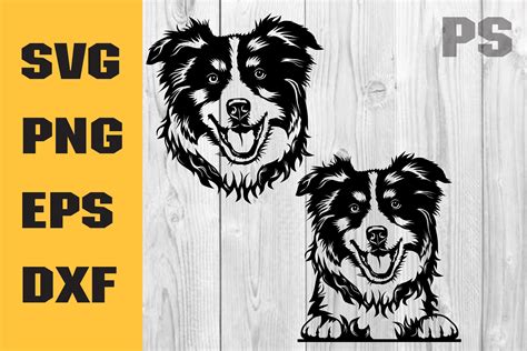 Australian Shepherd Svg Aussie Svg Dog Graphic By Ilukkystore