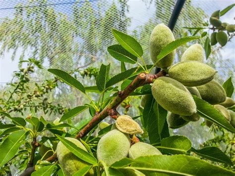 How Do Almonds Grow