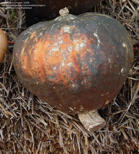 Plantfiles Pictures Winter Squash Anna Swartz Hubbard Cucurbita