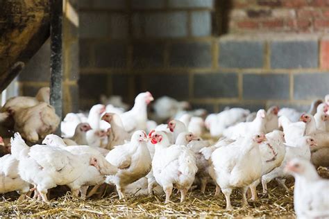 "Free Range Chickens In Barn At Farm" by Stocksy Contributor "Kirsty ...