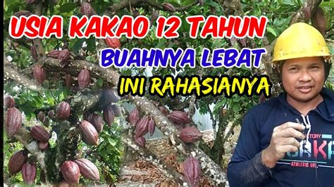 Pertanian Rahasia Agar Kakao Berbuah Banyak Budidaya Kakao YouTube