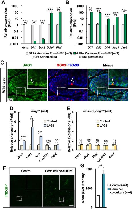 Figure 6 From RBPJ In Mouse Sertoli Cells Is Required For Proper