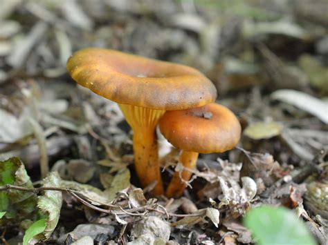 Omphalotus Olearius The Ultimate Mushroom Guide