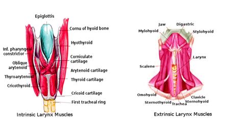 Anatomy Of Larynx Muscles