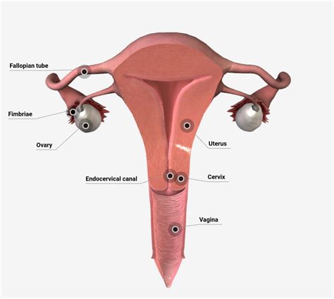 Uterosacral Ligaments Nursing Lecture