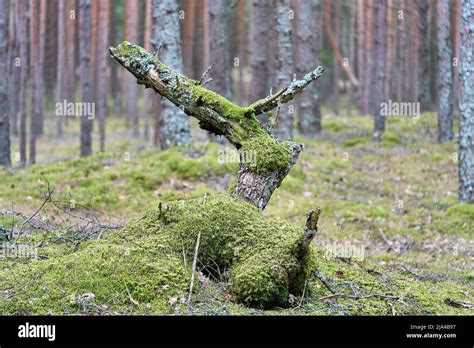 A Big Tree Root Covered By Moss High Quality Photo Stock Photo Alamy