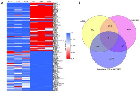 Identification Of The Biological Function Of Mir In Spinal Cord