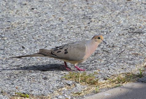 Mourning Dove Zenaida Macroura Texas A M University King Flickr