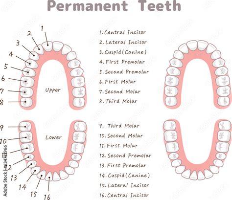 永久歯・歯・歯の名称・teeth・permanent Teeth Chart・イラスト・illustration Stock Vector Adobe Stock