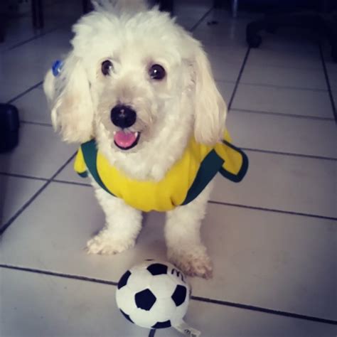 Cachorros também entram na torcida da Co VEJA SÃO PAULO