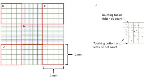 RBC Count Method Procedure Principle Result