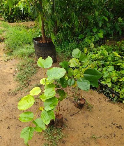 Green Pterocarpus Santalinus Red Sandalwood Plant For Garden Ft At