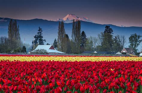 Skagit Valley Tulips Mt Baker Photograph By Jon Reiswig Pixels