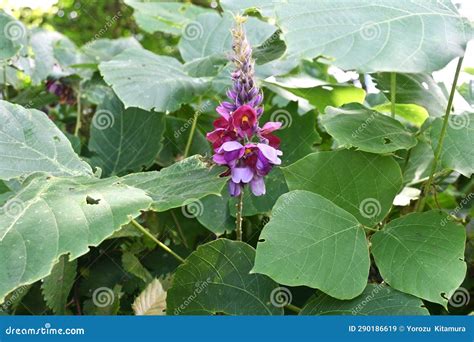 Purple Kudzu Flowers Royalty-Free Stock Image | CartoonDealer.com ...