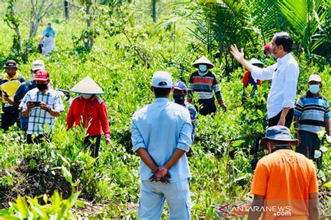 Presiden Targetkan Rehabilitasi 34 Ribu Hektare Lahan Mangrove ANTARA