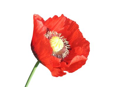 Latestphotoshopimages Poppies