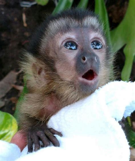 Baby Capuchin Monkey : r/aww